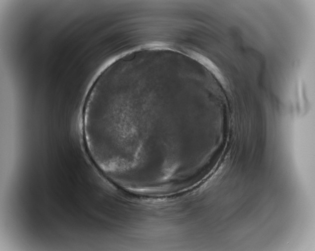 X0000099581428200805301551