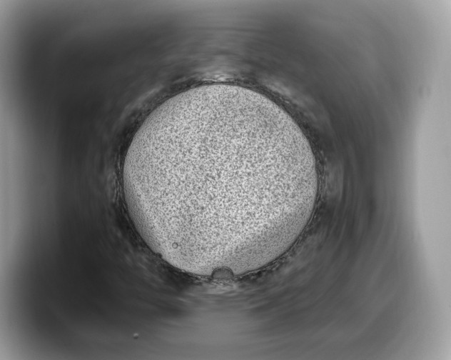 X0000099581446200805301550