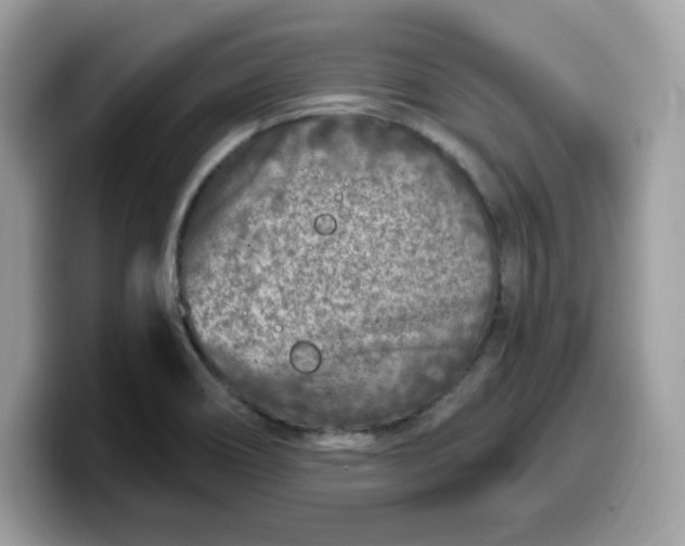 X0000099581466200805301550