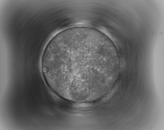 X0000099581474200805301550