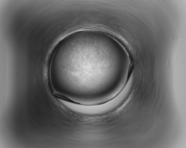 X0000099581506200805301550