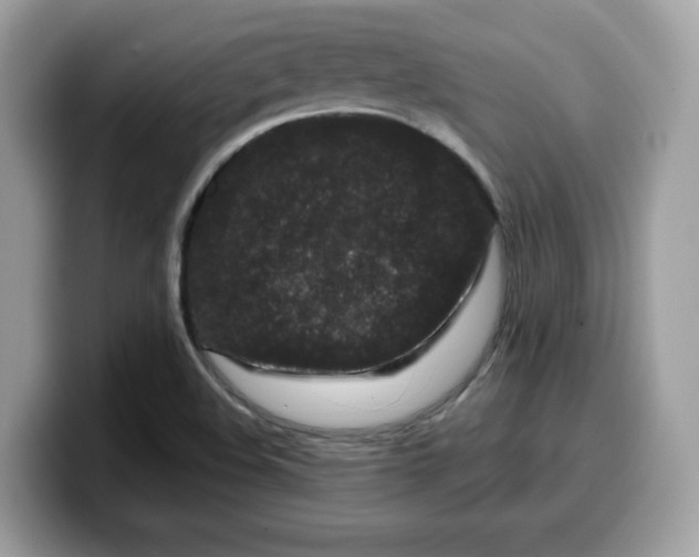 X0000099581508200805301550