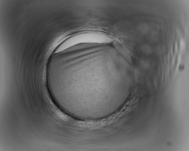 X0000099580005200806061638