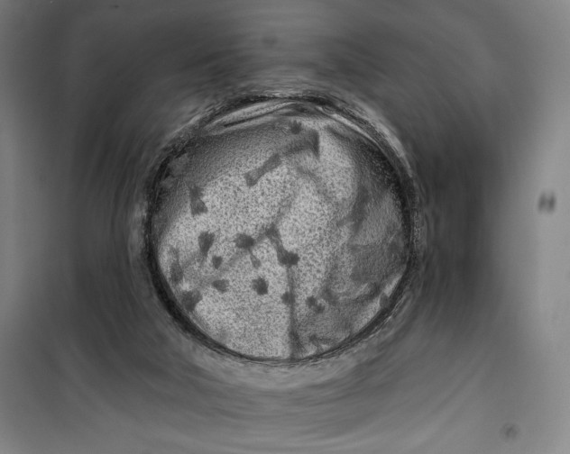 X0000099580018200806061638