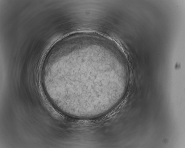 X0000099580145200806061635