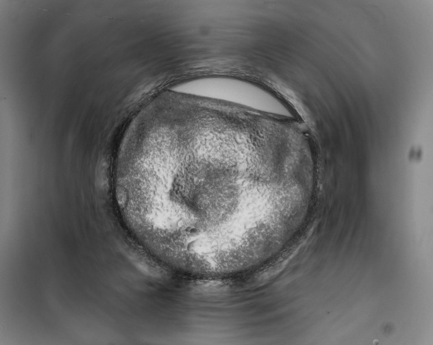 X0000099580161200806061635