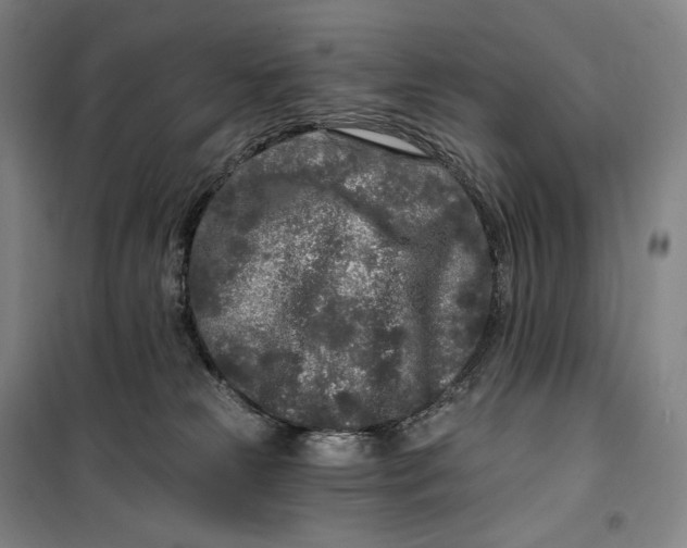 X0000099580181200806061635