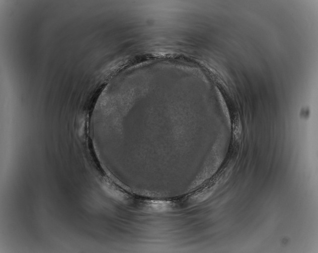 X0000099580233200806061634