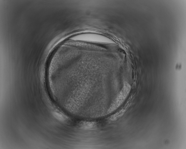 X0000099580247200806061633