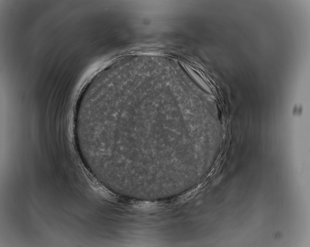 X0000099580293200806061633