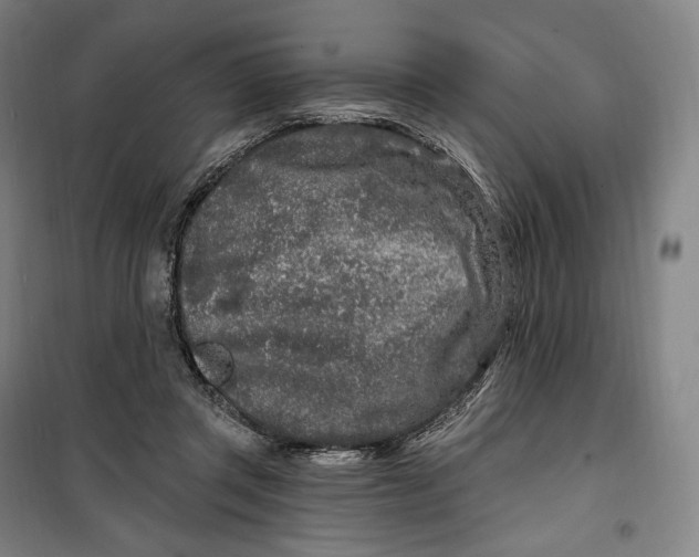 X0000099580357200806061632