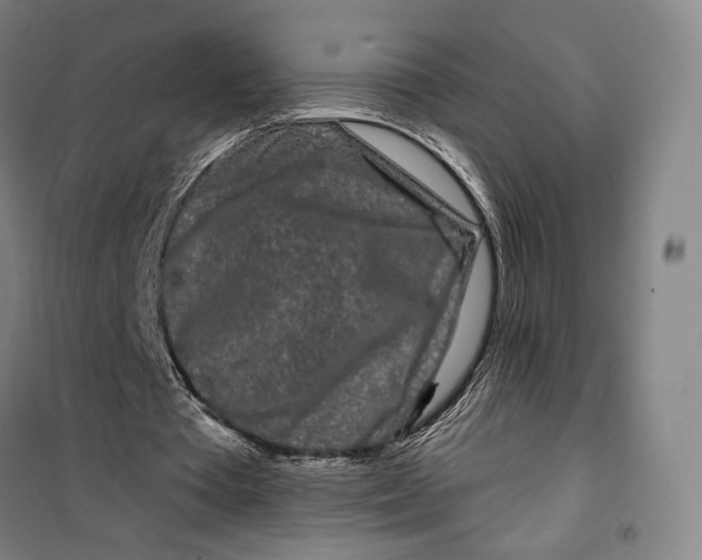 X0000099580385200806061632