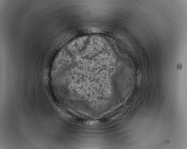 X0000099580410200806061631