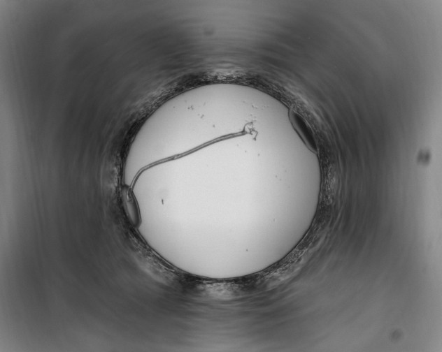 X0000099580417200806061631