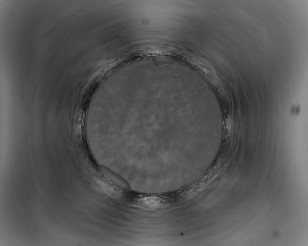 X0000099580423200806061631