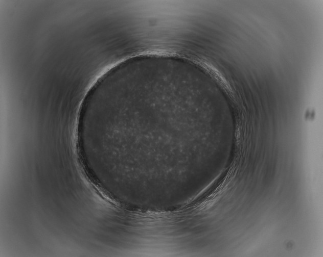 X0000099580484200806061630