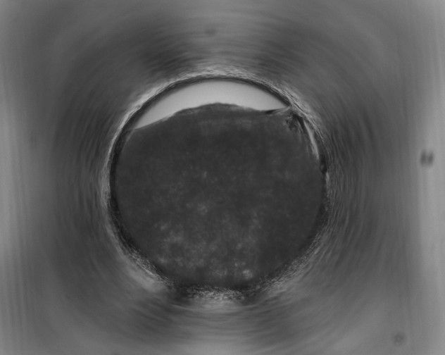 X0000099580488200806061630