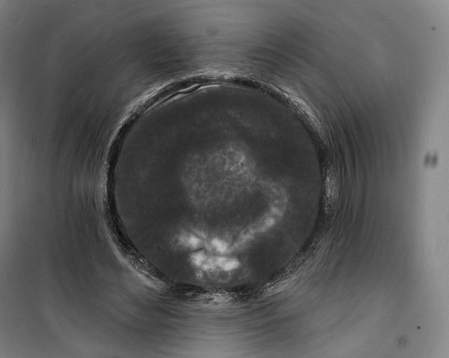 X0000099580492200806061630