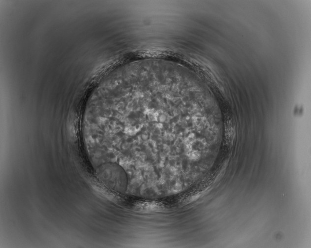 X0000099580503200806061630