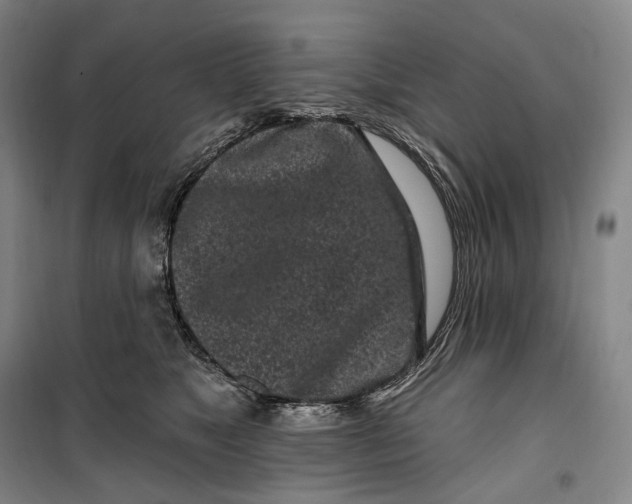 X0000099580517200806061630