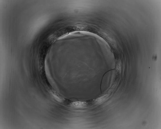 X0000099580526200806061630