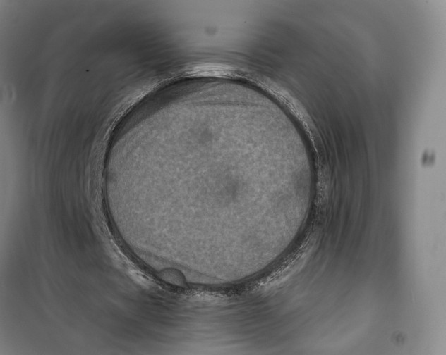 X0000099580529200806061629