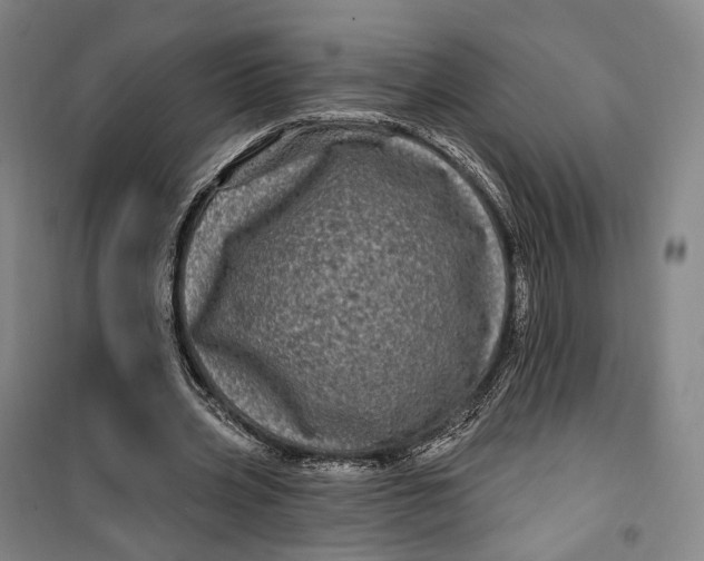 X0000099580533200806061629