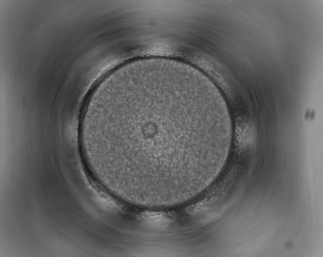 X0000099580534200806061629