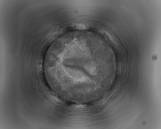 X0000099580553200806061629