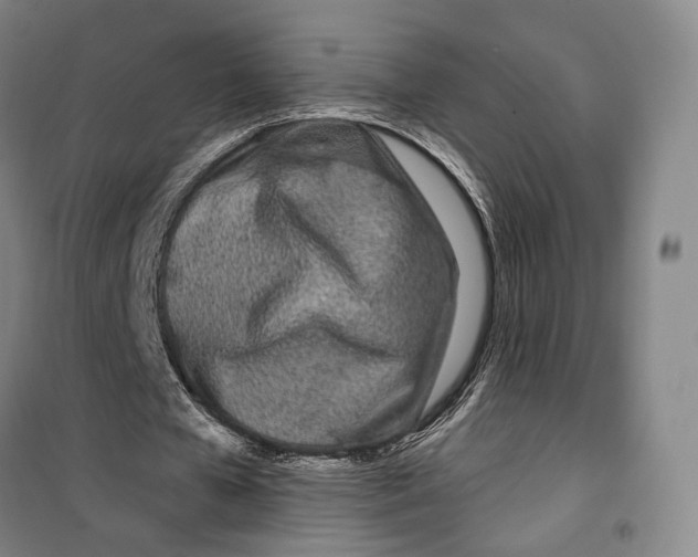 X0000099580577200806061629