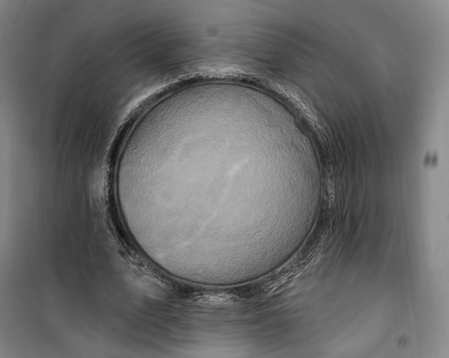 X0000099580583200806061629