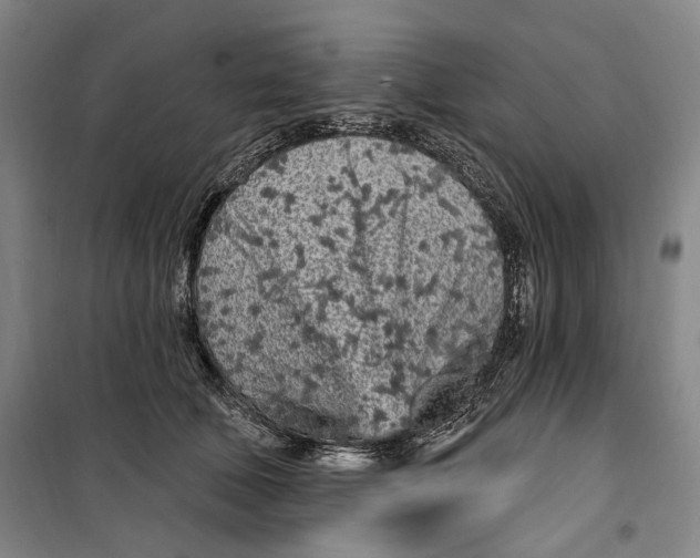 X0000099580610200806061628