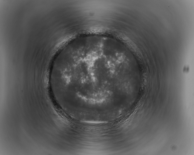 X0000099580640200806061628