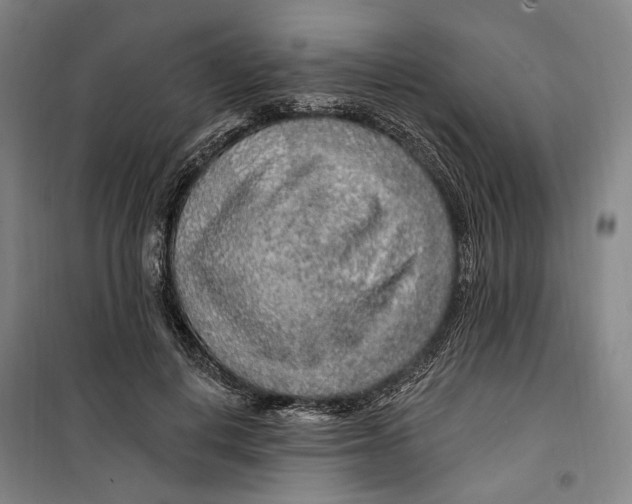 X0000099580648200806061628