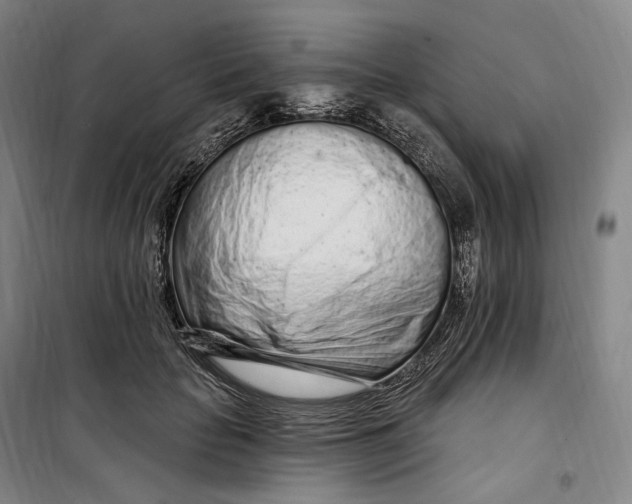 X0000099580653200806061628