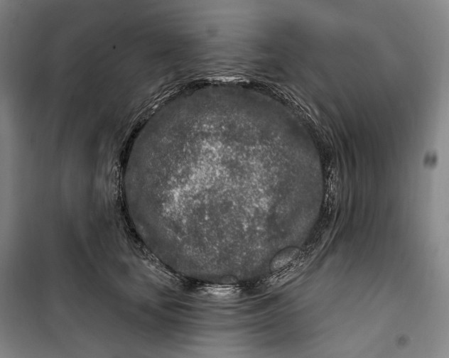 X0000099580659200806061628