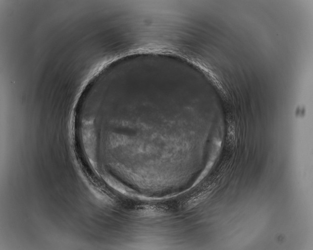 X0000099580678200806061627