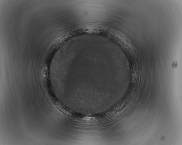 X0000099580748200806061626