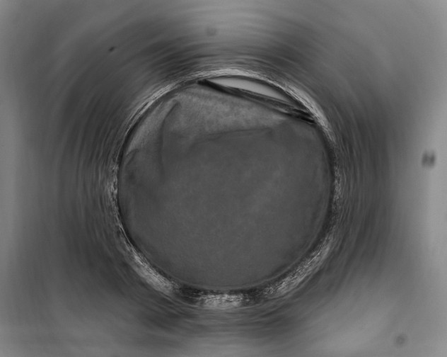 X0000099580793200806061625