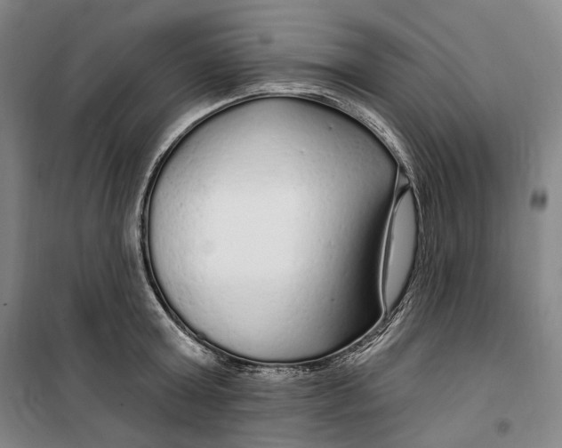 X0000099580803200806061625