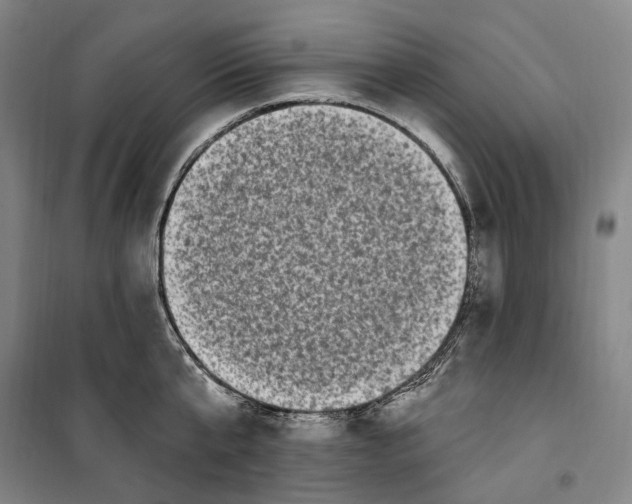 X0000099580807200806061625