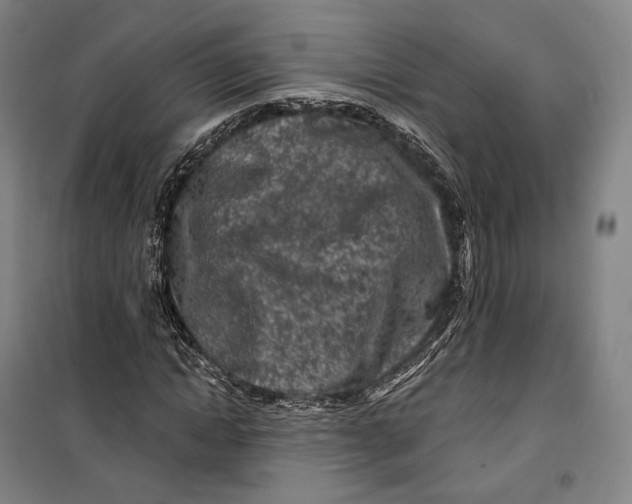 X0000099580822200806061625