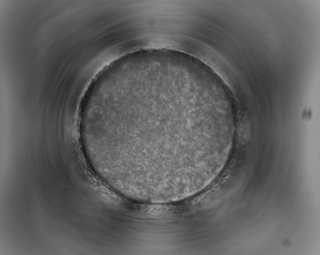 X0000099580832200806061625