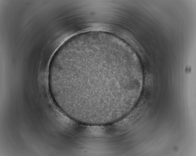 X0000099580836200806061625