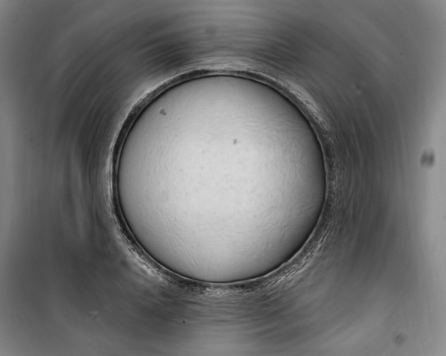 X0000099580840200806061625