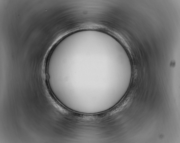 X0000099580843200806061625