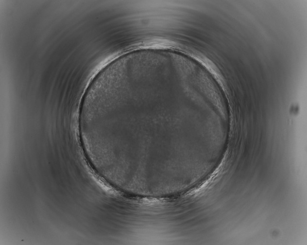 X0000099580850200806061625