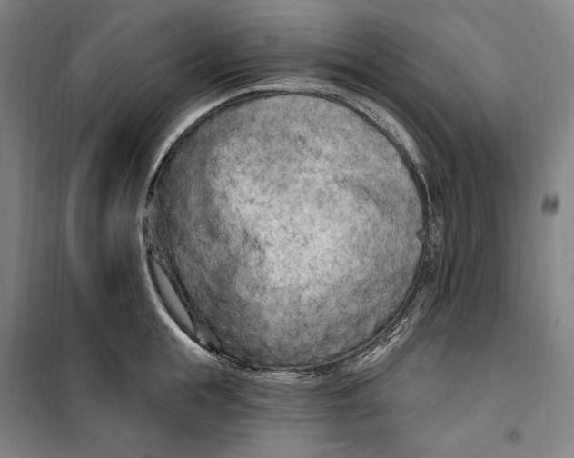 X0000099580855200806061625