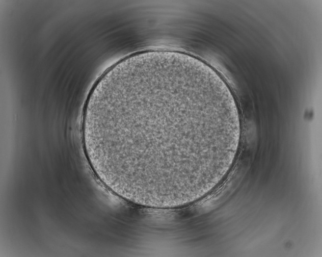 X0000099580856200806061625