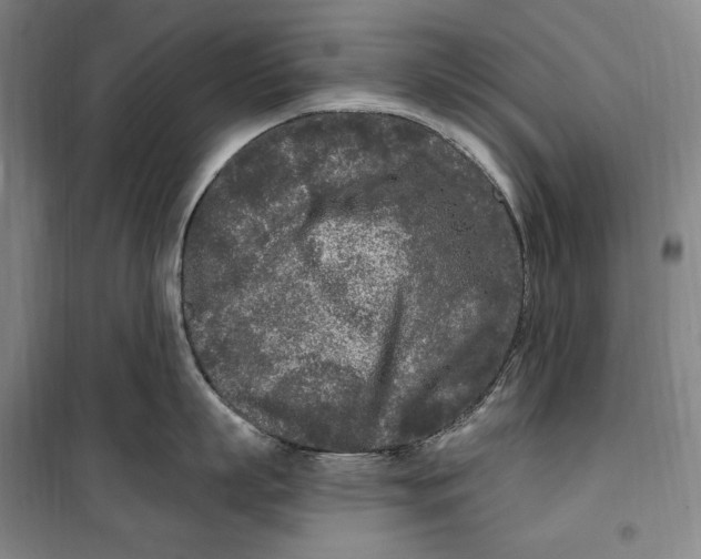 X0000099580863200806061625